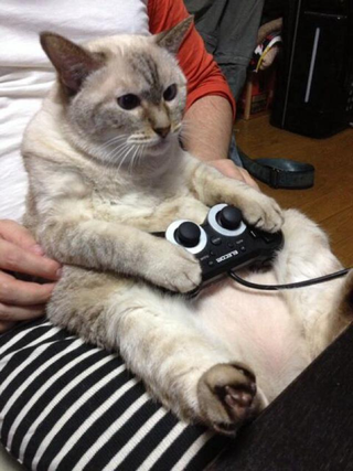 Illustration for article titled Cats Are Very Serious about Video Games